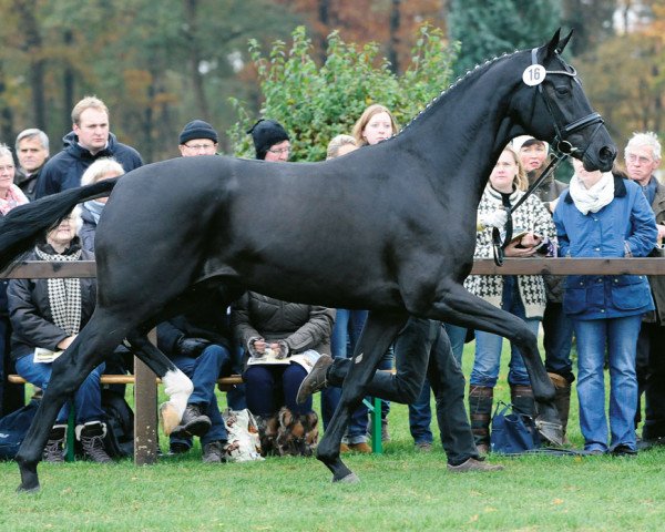 stallion Dancier Noir GT (Hanoverian, 2010, from Dancier)