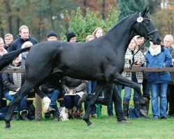 Deckhengst Dancier Noir GT (Hannoveraner, 2010, von Dancier)