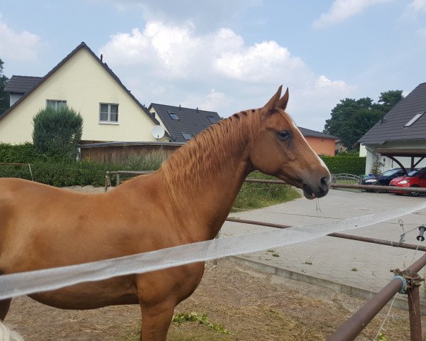 horse Ronaldo (German Sport Horse, 2007, from Relius)