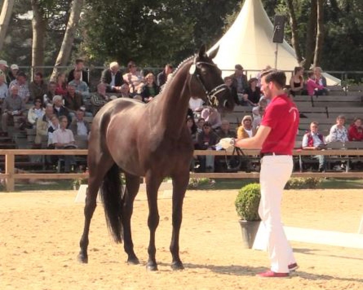 broodmare Hollywood PK (Westphalian, 2012, from Hotline)
