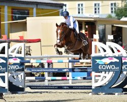 jumper Just Johnny (Czech Warmblood, 2007, from Guidam Sohn)