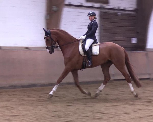 Reitturnier Kellinghusen 2019