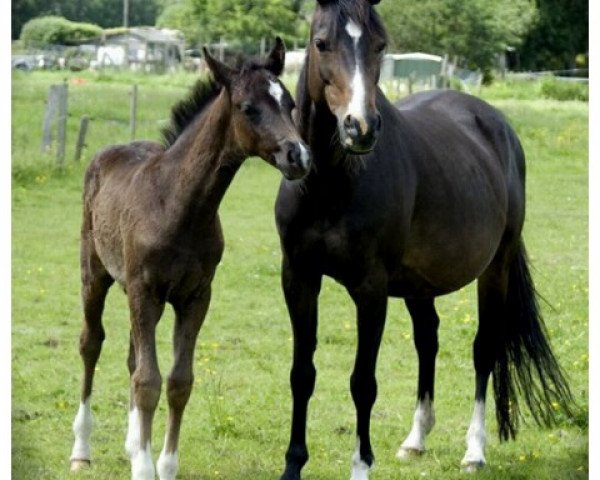 broodmare Midnight Dream (German Riding Pony, 1994, from Henry)