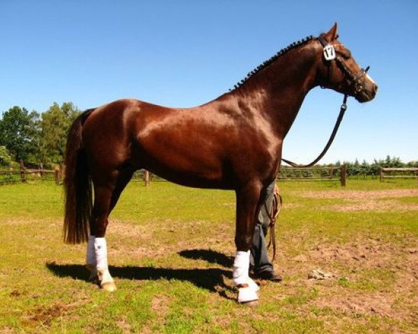 horse Chester Boy (German Riding Pony, 2007, from Courage)