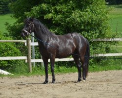 horse Geronimo Blue (Württemberger, 2013, from Gardez)