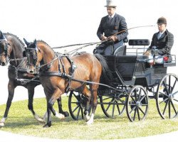 horse Renoir (German Riding Pony, 2004, from Ruby Gold)