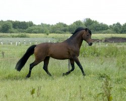 dressage horse Kentucky (German Riding Pony, 2000, from Kaiser Konrad)