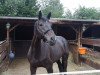 jumper Aconits (German Warmblood, 2009, from Aconito 5)