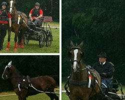 dressage horse Escudo P (Rhinelander, 2002, from Ehrentusch)