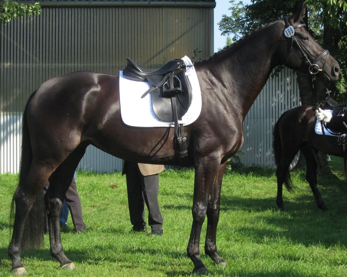 Dressurpferd Escada (Oldenburger, 2007, von Hotline)