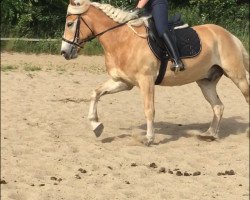 horse Nalico (Haflinger, 2011, from Nevitano)