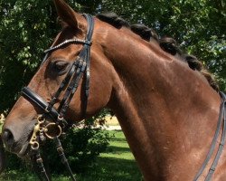 broodmare Londrina (Hanoverian, 2004, from Londonderry)