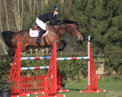 jumper Grafiti van't Meyershof (Belgian Warmblood, 2006, from Calvaro Z)