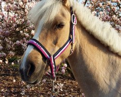 dressage horse Noomi 3 (Deutsches Reitpony, 2004, from Ruby Gold)