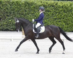 dressage horse Tisrara Hill (Irish Sport Horse, 1998, from Moores Clover)