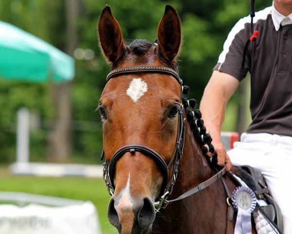 Springpferd Sir Pinkus S (Deutsches Sportpferd, 2011, von Skyman)