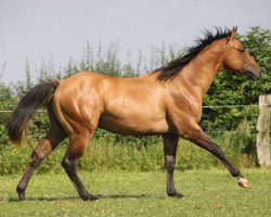 Deckhengst GH QTs Cloud (Quarter Horse, 2015, von Dun It On The QT)