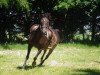 broodmare Verona ES (German Riding Pony, 2002, from Cyros)