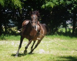 broodmare Verona ES (German Riding Pony, 2002, from Cyros)