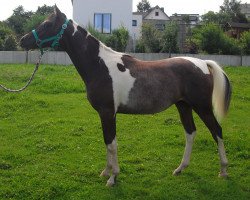 Deckhengst Rastan (Arabisches Halbblut / Partbred, 2015)