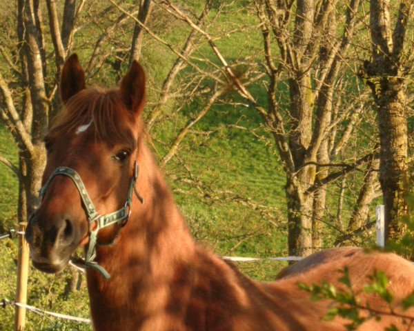 Zuchtstute Bella Gamba (Deutsches Reitpony, 2002)