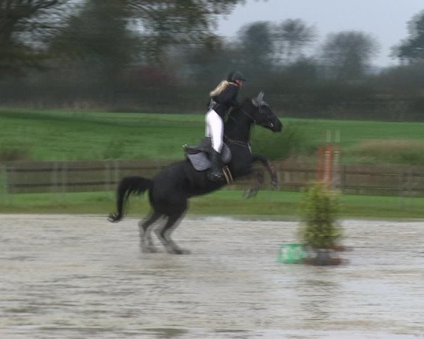 Reitturnier Schülp / Rendsburg 2019