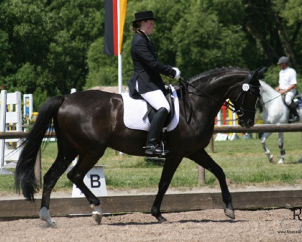 horse Dolani 3 (Hanoverian, 2000, from Donnerprinz)