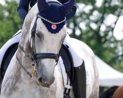 dressage horse Maddox 32 (Hanoverian, 2008, from Münchhausen)