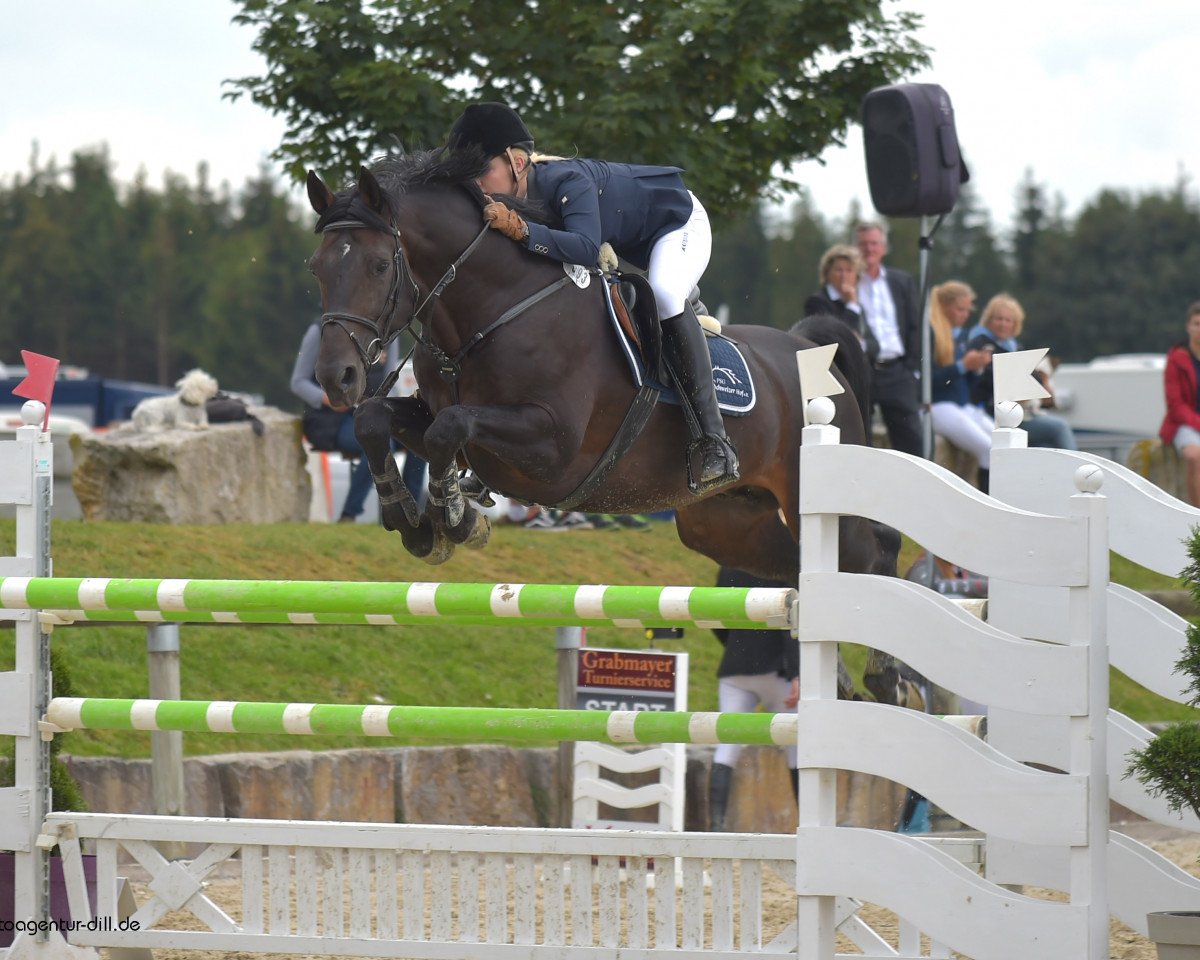 jumper Commandor (Holsteiner, 1998, from Contender)