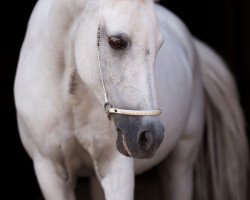 broodmare Ronana (German Riding Pony, 1995, from Jason of Sarnau)