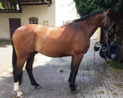 dressage horse Fred (Westphalian, 2005, from Santa Cruz)