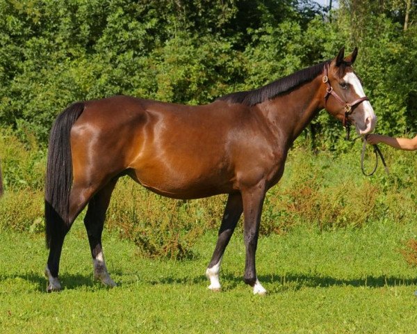broodmare Nanette (KWPN (Royal Dutch Sporthorse), 1995, from Libero H)