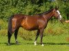 broodmare Nanette (KWPN (Royal Dutch Sporthorse), 1995, from Libero H)