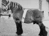 stallion Avenir de Promelles (Brabant/Belgian draft horse, 1931, from Avenir de Salmonsart B.S. 29/2062)
