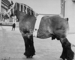 stallion Avenir de Promelles (Brabant/Belgian draft horse, 1931, from Avenir de Salmonsart B.S. 29/2062)