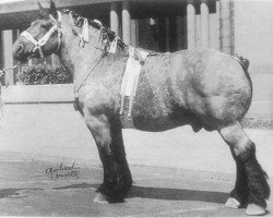 stallion Vengeur de Vraimont (Brabant/Belgian draft horse, 1930, from Avenir de Salmonsart B.S. 29/2062)