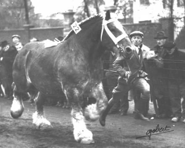 stallion Vadrouille d'Enée (Brabant/Belgian draft horse, 1943, from Réussi d'Enée)