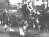 stallion Vadrouille d'Enée (Brabant/Belgian draft horse, 1943, from Réussi d'Enée)