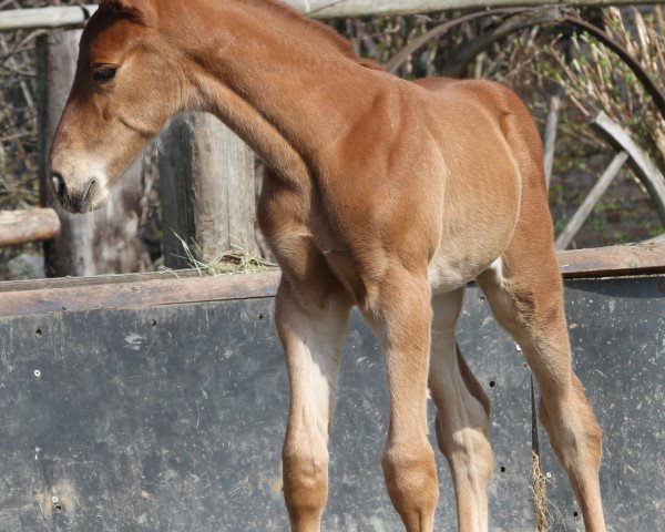 broodmare Lucia in the Sky (Oldenburg show jumper, 2016, from Hermes de Lux)