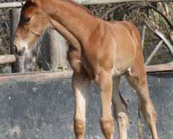 broodmare Lucia in the Sky (Oldenburg show jumper, 2016, from Hermes de Lux)