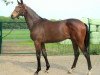 jumper Quilebo (Oldenburg show jumper, 2012, from Quattro B)