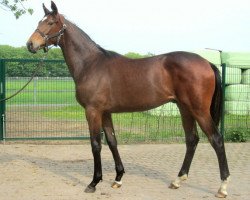 dressage horse Quilebo (Oldenburger Springpferd, 2012, from Quattro B)