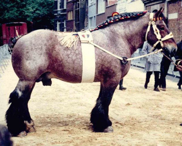 stallion Wisky de Bertinchamps (Brabant/Belgian draft horse, 1959, from Obusier de Verléé)