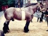 stallion Wisky de Bertinchamps (Brabant/Belgian draft horse, 1959, from Obusier de Verléé)