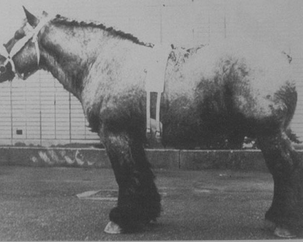 stallion Baron van 't Brouwerijhof (Brabant/Belgian draft horse, 1969, from Vainqueur de Ansuelle)