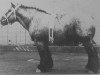 stallion Baron van 't Brouwerijhof (Brabant/Belgian draft horse, 1969, from Vainqueur de Ansuelle)