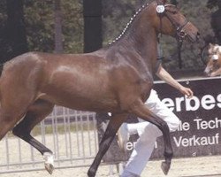 broodmare Destina (Rhinelander, 2007, from FS Don't Worry)