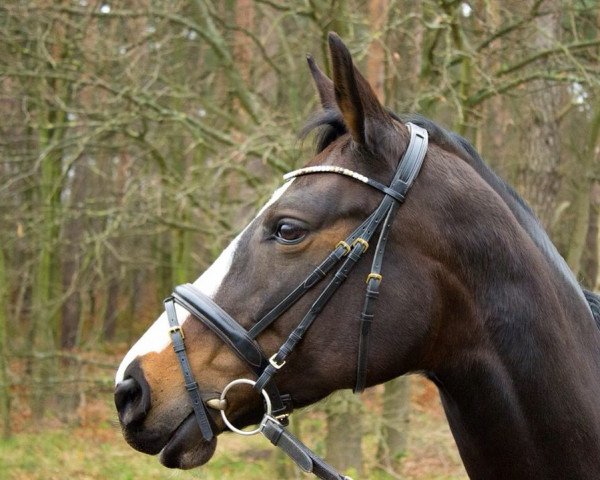 broodmare Putzi (Trakehner, 2006, from Chateauneuf)