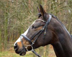 Zuchtstute Putzi (Trakehner, 2006, von Chateauneuf)