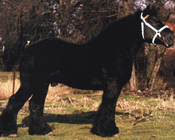 stallion Sultan van Wooldink (Dutch Heavy Draft, 1990, from Udo van Brandevoort)